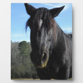 Rescuated Black Draft Horse Fotoplaat (Voorkant)