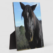 Rescuated Black Draft Horse Fotoplaat (Zijkant)