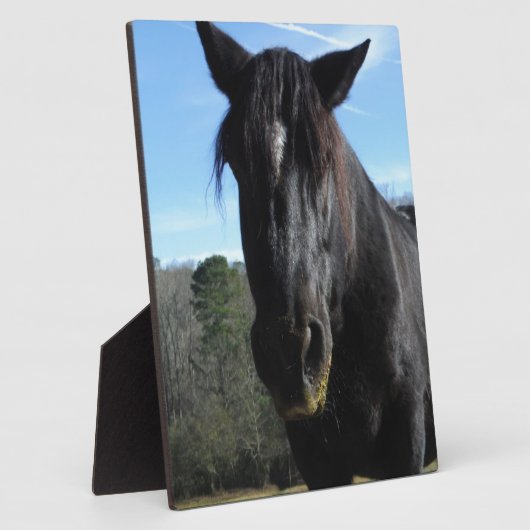 Rescuated Black Draft Horse Fotoplaat (Zijkant)