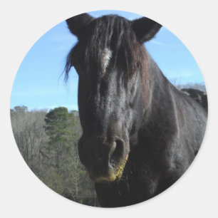 Rescuated Black Draft Horse Ronde Sticker
