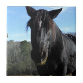 Rescuated Black Draft Horse Tegeltje (Voorkant)