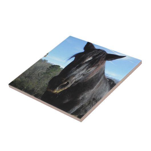 Rescuated Black Draft Horse Tegeltje (Zijkant)