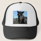 Rescuated Black Draft Horse Trucker Pet (Voorkant)