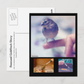 Rescuated Goldfinch Story Briefkaart (Voorkant / Achterkant)