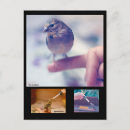 Rescuated Goldfinch Story Briefkaart