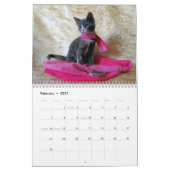 Rescue Cat Calendar — Edition 3 Kalender (Feb 2027)