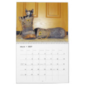 Rescue Cat Calendar - Uitgave 4 Kalender (Mar 2027)