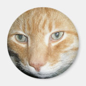 Rescue Cat Magnet (Voorkant)