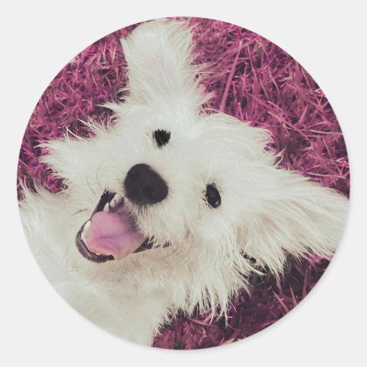 Rescue Dog Classic Ronde Sticker (Voorkant)