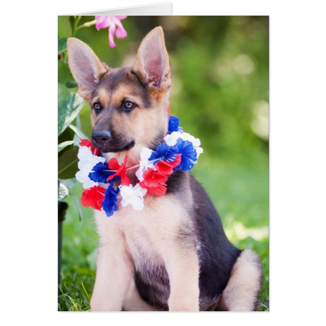 Rescue Dog "Rilie" (Voorkant)