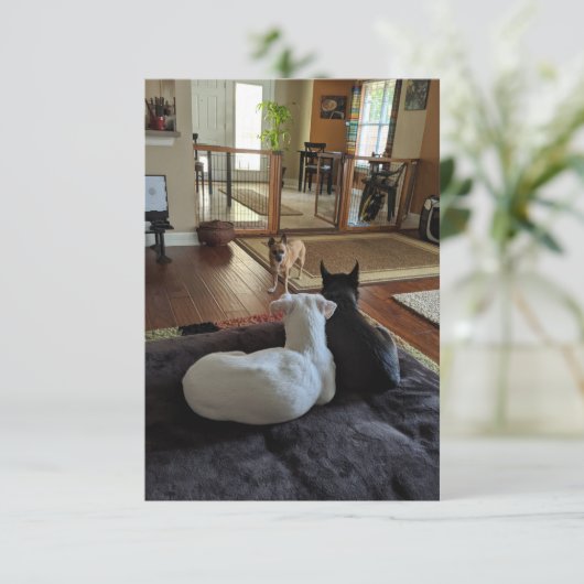 Rescue Dogs 3,5" x 5" Flat Dank u kaart (Staand voorkant)