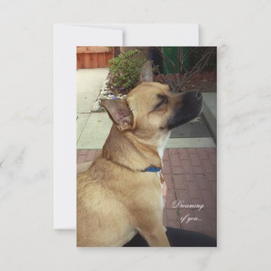 Rescue Dogs 3,5" x 5" Flat Dank u kaart (Voorkant)