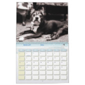 Rescue-honden II-kalender Kalender (Feb 2026)