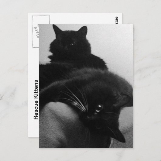 Rescue Kittens Briefkaart (Voorkant / Achterkant)