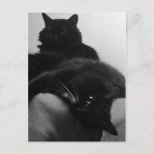 Rescue Kittens Briefkaart (Voorkant)