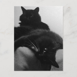 Rescue Kittens Briefkaart