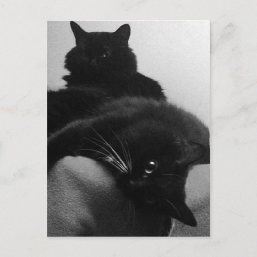 Rescue Kittens Briefkaart (Voorkant)