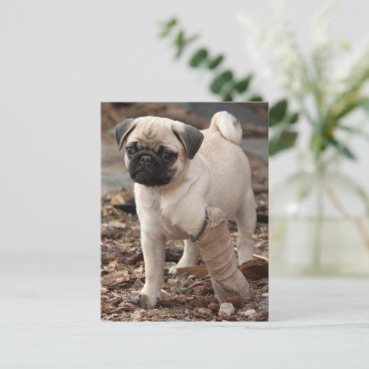 Rescue Pug Briefkaart (Staand voorkant)