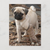 Rescue Pug Briefkaart (Voorkant)
