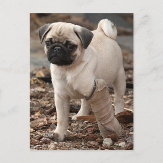 Rescue Pug Briefkaart (Voorkant)