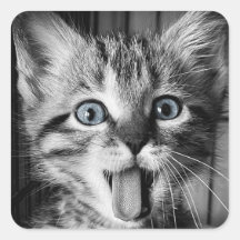 Rescue Schattigee Kitten Classic Ronde Sticker
