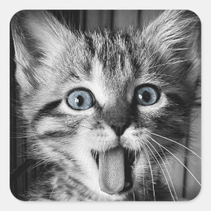 Rescue Schattigee Kitten Classic Ronde Sticker