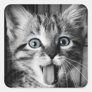 Rescue Schattigee Kitten Classic Ronde Sticker