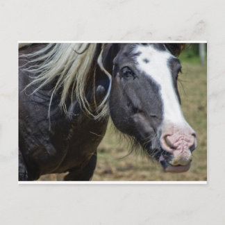 RESCUED HORSE BRIEFKAART