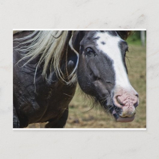 RESCUED HORSE BRIEFKAART (Voorkant)