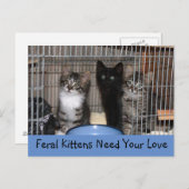 Rescued Kittens Briefkaart (Voorkant / Achterkant)