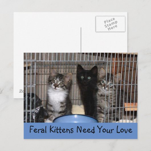 Rescued Kittens Briefkaart (Voorkant / Achterkant)