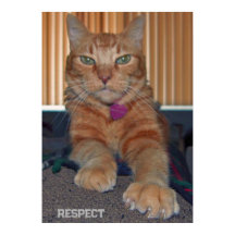 Respect Baz Cat Poster