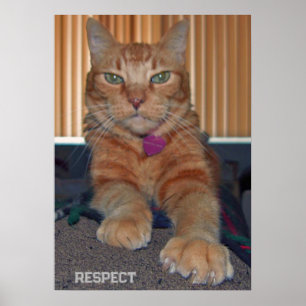 Respect Baz Cat Poster