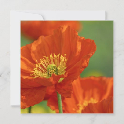 respectvolle rode papaver kaart (Voorkant)