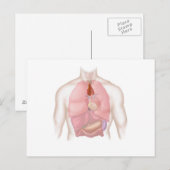 Respiratoir en spijsverteringsstelsel bij de mens briefkaart (Voorkant / Achterkant)