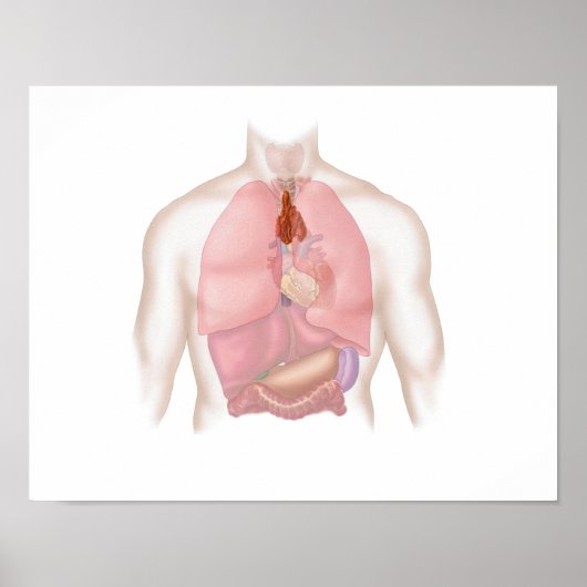 Respiratoir en spijsverteringsstelsel bij de mens poster (Voorkant)