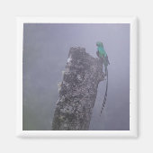 Resplendent Quetzal 2x2 magneet (Voorkant)