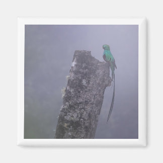Resplendent Quetzal 2x2 magneet