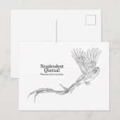 Resplendent Quetzal Briefkaart (Voorkant / Achterkant)