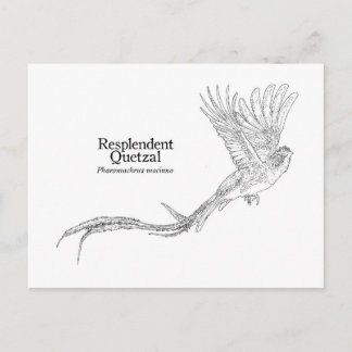 Resplendent Quetzal Briefkaart
