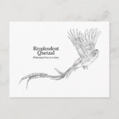 Resplendent Quetzal Briefkaart (Voorkant)