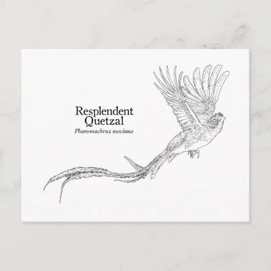 Resplendent Quetzal Briefkaart (Voorkant)