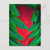 Resplendent Quetzal-vederontwerp Briefkaart (Voorkant)
