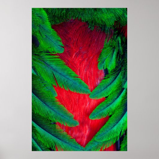 Resplendent Quetzal-vederontwerp Poster (Voorkant)
