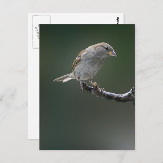 Resrow 1 briefkaart (Voorkant / Achterkant)