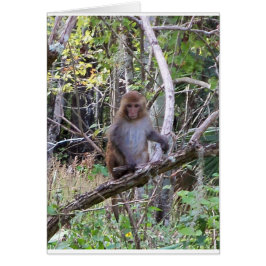 ressus macaque monkey