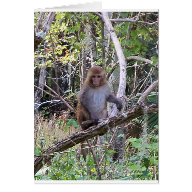 ressus macaque monkey (Voorkant)