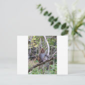 ressus macaque monkey briefkaart (Staand voorkant)