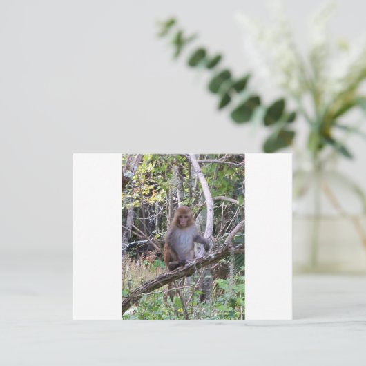 ressus macaque monkey briefkaart (Staand voorkant)