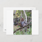 ressus macaque monkey briefkaart (Voorkant / Achterkant)